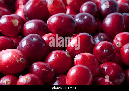 Fresh raw cranberries full frame close up Stock Photo