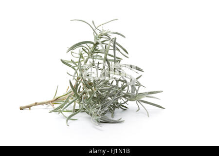 Twig of young Helichrysum italicum on white background Stock Photo