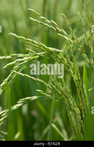 Rice grains ripening on stalk ready for harvest in a paddy field at Bali Indonesia