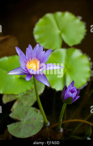 Blue Water lily Nymphaea in Bali, Indonesia Stock Photo