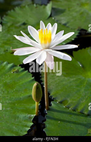 Water lily Nymphaea alba in Bali, Indonesia Stock Photo
