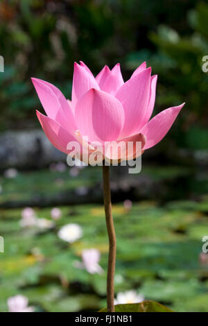 Pink lotus flower close up Stock Photo