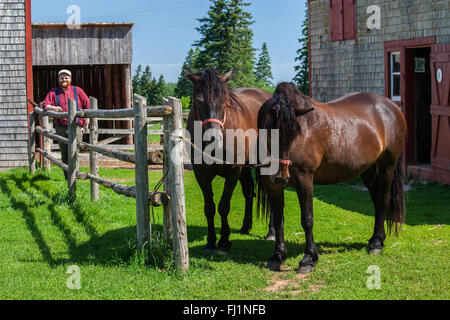 The Canadian horse is a breed that is a strong, well-muscled breed of light horse. At the Orwell Corner Historic Village on  PEI Stock Photo