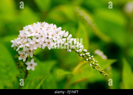 White gooseneck loosestrife flowers in summer Stock Photo