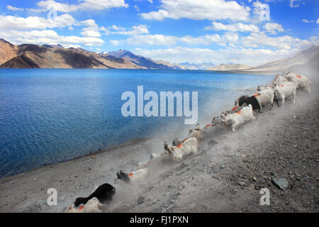 Goats at Pangong tso , landscape of Himalaya , Ladakh , India Stock Photo