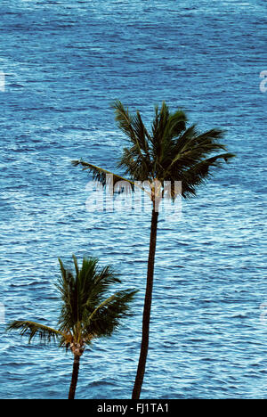 Palm Trees on Kaanapali Beach, Maui, Hawaii Stock Photo