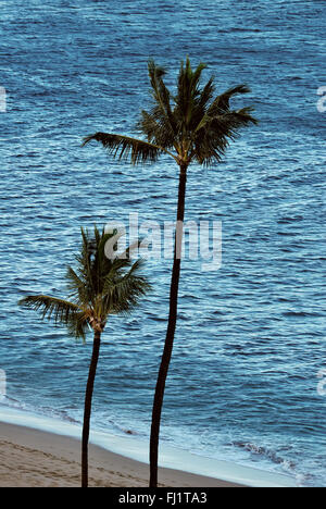 Palm Trees on Kaanapali Beach, Maui, Hawaii Stock Photo