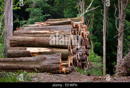 Pile of raw pine wood logs in the forest Stock Photo