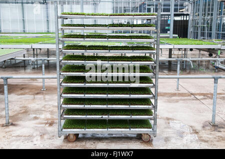Wheeled trolley racking system with inter-changeable shelving for ...