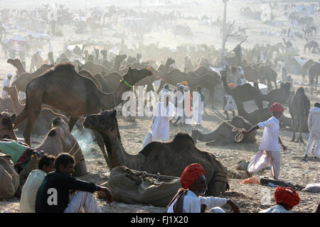 Rajasthani Camel drivers on the mela ground during Pushkar mela, India Stock Photo