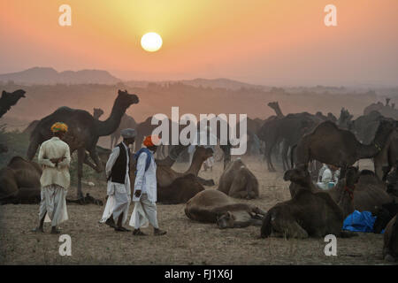 Sunset on Thar desert durung Pushkar camel fair, Rajasthan, India Stock Photo