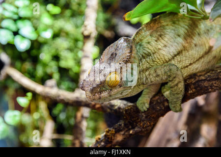 Green Chameleon Lizard On Branch Stock Photo