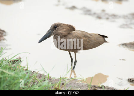 Hamerkop (Scopus umbretta) foraging in shallow water. Stock Photo