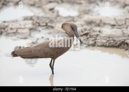 Hamerkop (Scopus umbretta) foraging in shallow water. Stock Photo