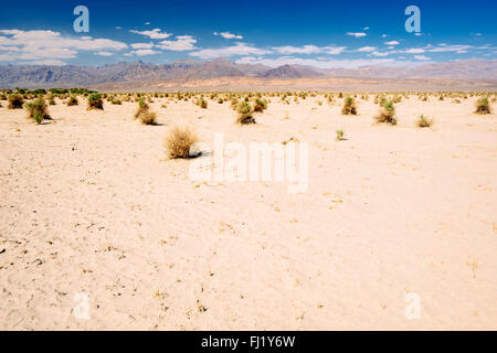 A patch of arrowweed bushes (pluchea sericea) called The Devil's Cornfield in Death Valley National Park, California Stock Photo