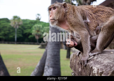 Monkeys in Angkor Vat, Cambodia Stock Photo