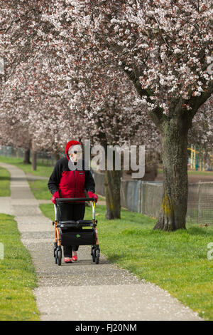 Elderly woman with mobile walker walking on sidewalk alongside Japanese Cherry Blossom trees in early Spring-Victoria, British C Stock Photo