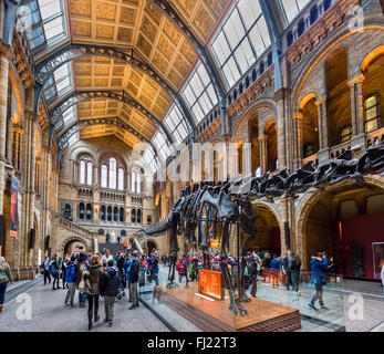 'Dippy' the Diplodocus, a fossil skeleton cast in Hintze Hall, Natural History Museum, South Kensington, London, England, UK Stock Photo