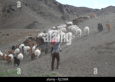 Mongolia shepherd in the middle of nowhere with animals Stock Photo