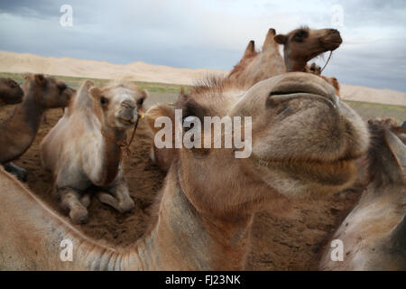 Wild camels in Gobi desert, Mongolia Stock Photo