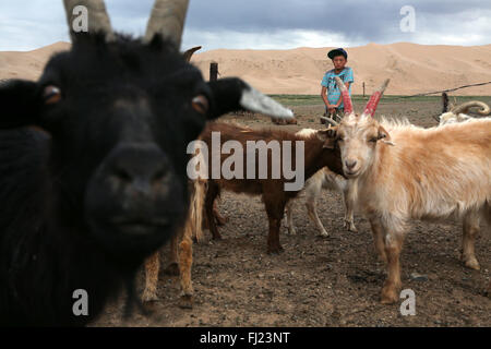 Portrait of boy with cattle in Gobi desert, Mongolia Stock Photo