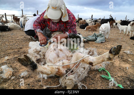 Nomadic woman in Gobi desert, Mongolia, is shaving a goat Stock Photo