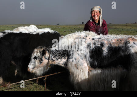 Mongolian woman milking Yaks at nomads camp in Mongolia Stock Photo
