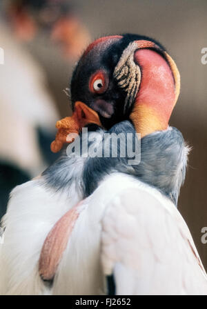 The king vulture (Sarcoramphus papa) is easily recognized by its large multicolored head that is without feathers and marked by eyes with big white irises ringed by red. Also noticeable is the irregular golden growth atop its bill. This bird of prey lives in the wild in Central and South America, and also is on display in zoos worldwide because of its striking appearance. Stock Photo