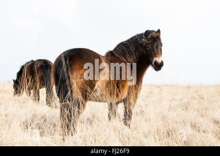 Exmoor Ponies In North Devon Stock Photo