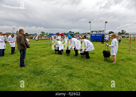 A Sheep competition at the 2015 Gillingham & Shaftesbury Agricultural Show, Dorset, United Kingdom. Stock Photo