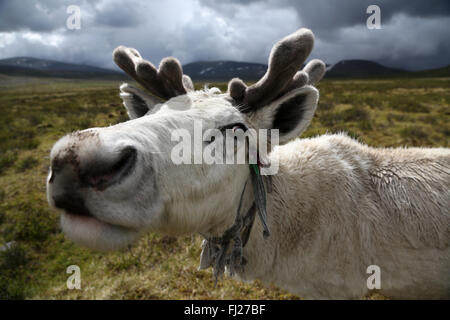 Reindeer, , Tsaatan Dukha people , nomadic reindeer herders , Mongolia Stock Photo