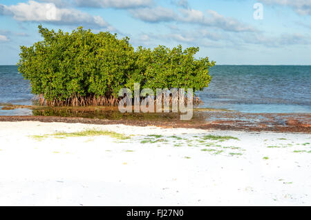 Mangrove trees and Sargasso seaweed by the beach of Caye Caulker, Belize Stock Photo