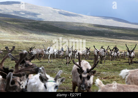 Group of reindeer, saatan Dukha people , nomadic reindeer herders , Mongolia Stock Photo