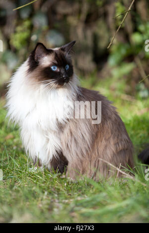 Seal Mitted Ragdoll Cat In The Garden Stock Photo