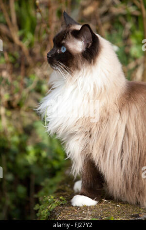Seal Mitted Ragdoll Cat In The Garden Stock Photo