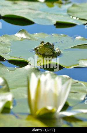 Marsh frog sits on a green leaf among waterlilies in the pond Stock Photo