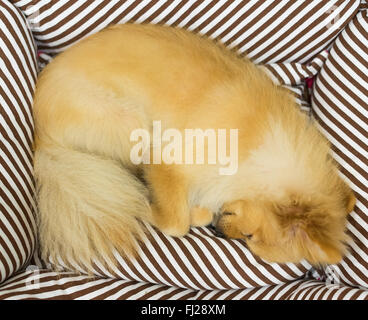 Pomeranian dog sleeping on dog's bed Stock Photo