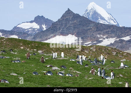 king penguin (Aptenodytes patagonicus) group of adults in breeding colony with mountain and glacier visible, South Georgia Stock Photo