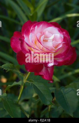 Hybrid Tea Rose,DOUBLE DELIGHT Stock Photo