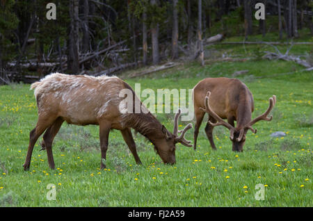 Two BULL ELK (Cervus elaphus) graze peacefully in a pasture  - YELLOWSTONE NATIONAL PARK, WYOMING Stock Photo