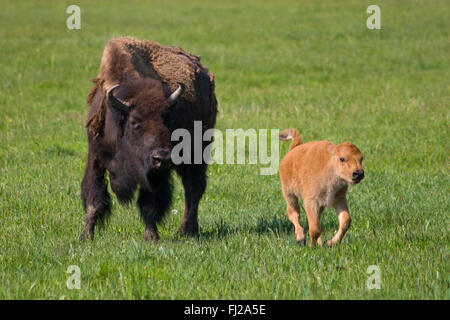 A BISON COW with her frolicking CALF - YELLOWSTONE NATIONAL PARK, WYOMING Stock Photo