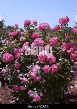 Floribunda  Rose TABRIS,  aka Raspberry Ice, aka Hannah Gordon Stock Photo