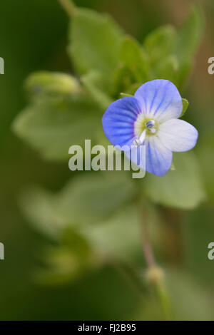 Common field speedwell (Veronica persica). Blue flower of plant in the family Plantaginaceae, a widespread introduced species Stock Photo
