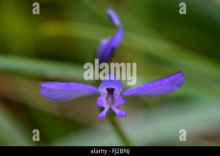 Common milkwort (Polygala vulgaris) close up of flower. Blue flower of plant in the family Polygalaceae, a calcareous species Stock Photo