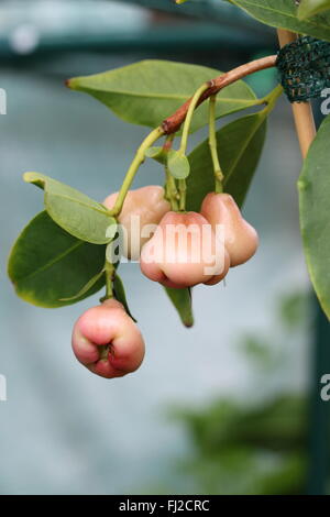 Syzgium samarangense or known as Wax Jambu growing on a  tree Stock Photo