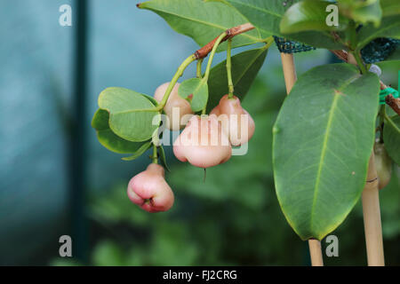 Syzgium samarangense or known as Wax Jambu growing on a  tree Stock Photo