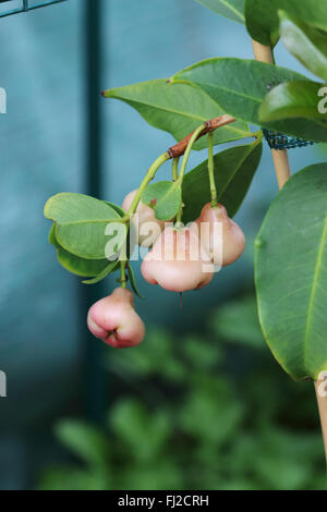 Syzgium samarangense or known as Wax Jambu growing on a  tree Stock Photo