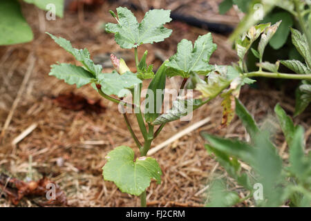 Growing Okra or also known as Ladies' fingers Stock Photo