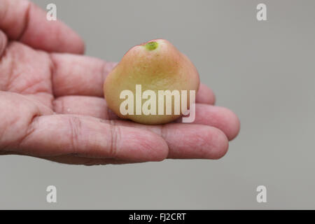 Holding Syzgium samarangense or known as Wax Jambu in hand Stock Photo