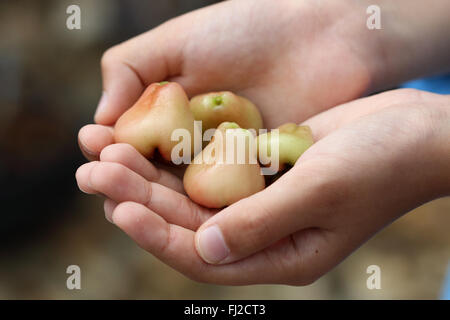 Holding Syzgium samarangense or known as Wax Jambu in hand Stock Photo